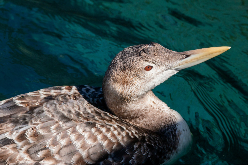 yellow-billed loon
