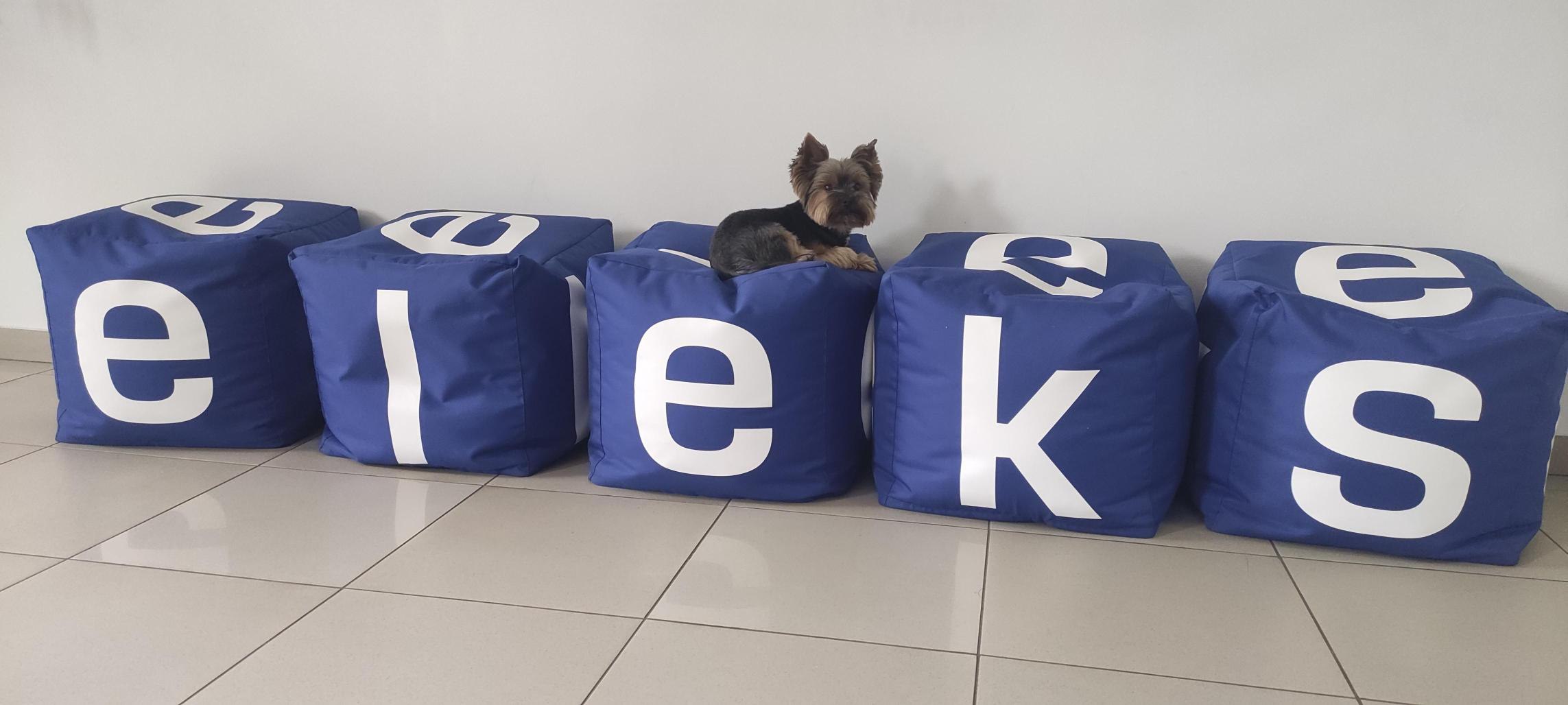 Чарлі в офісі ELEKS в Івано-Франківську. Фото надане ELEKS