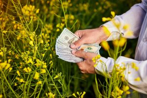 Долари, квітковий фон